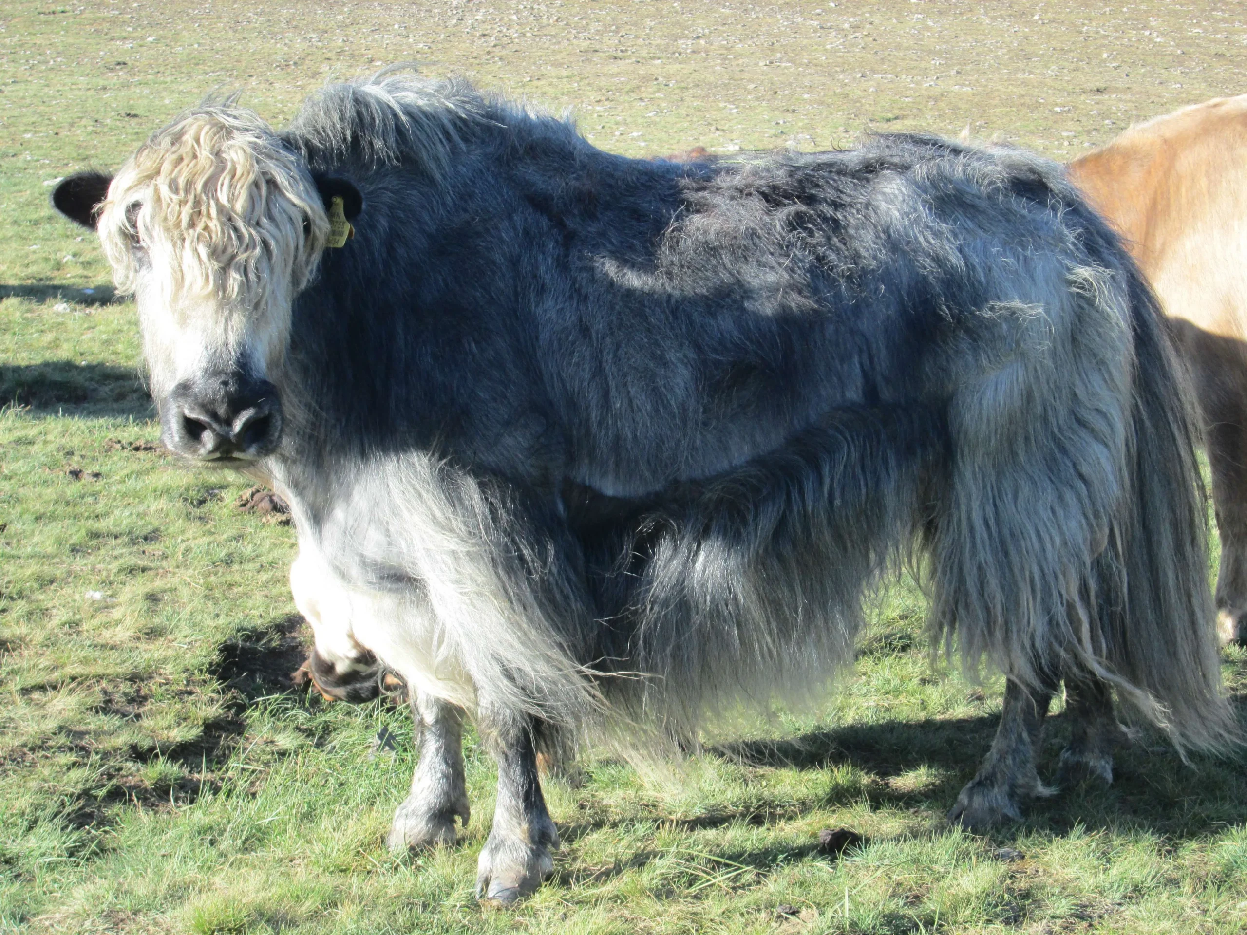 Mongolian Yaks