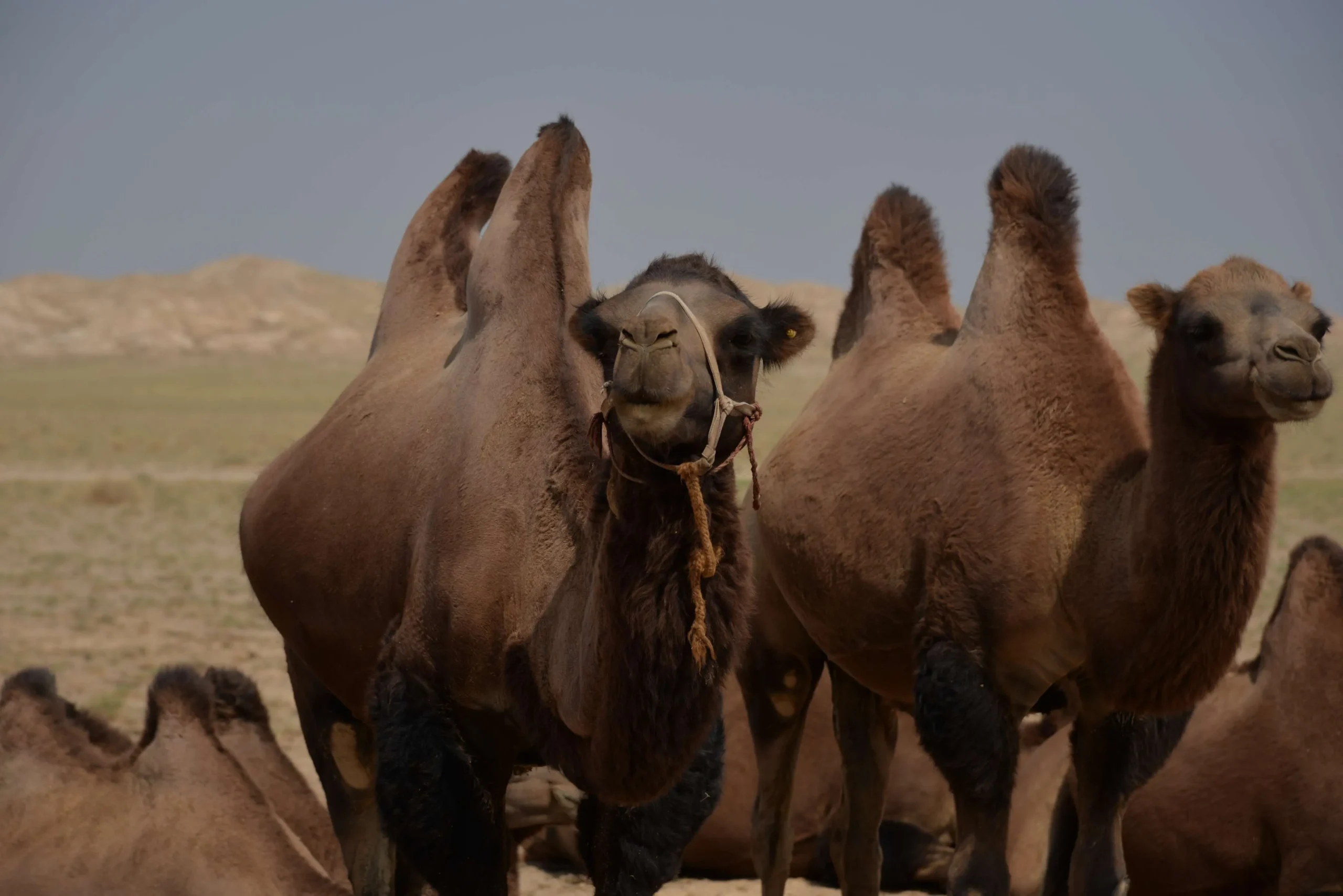 Random Camels