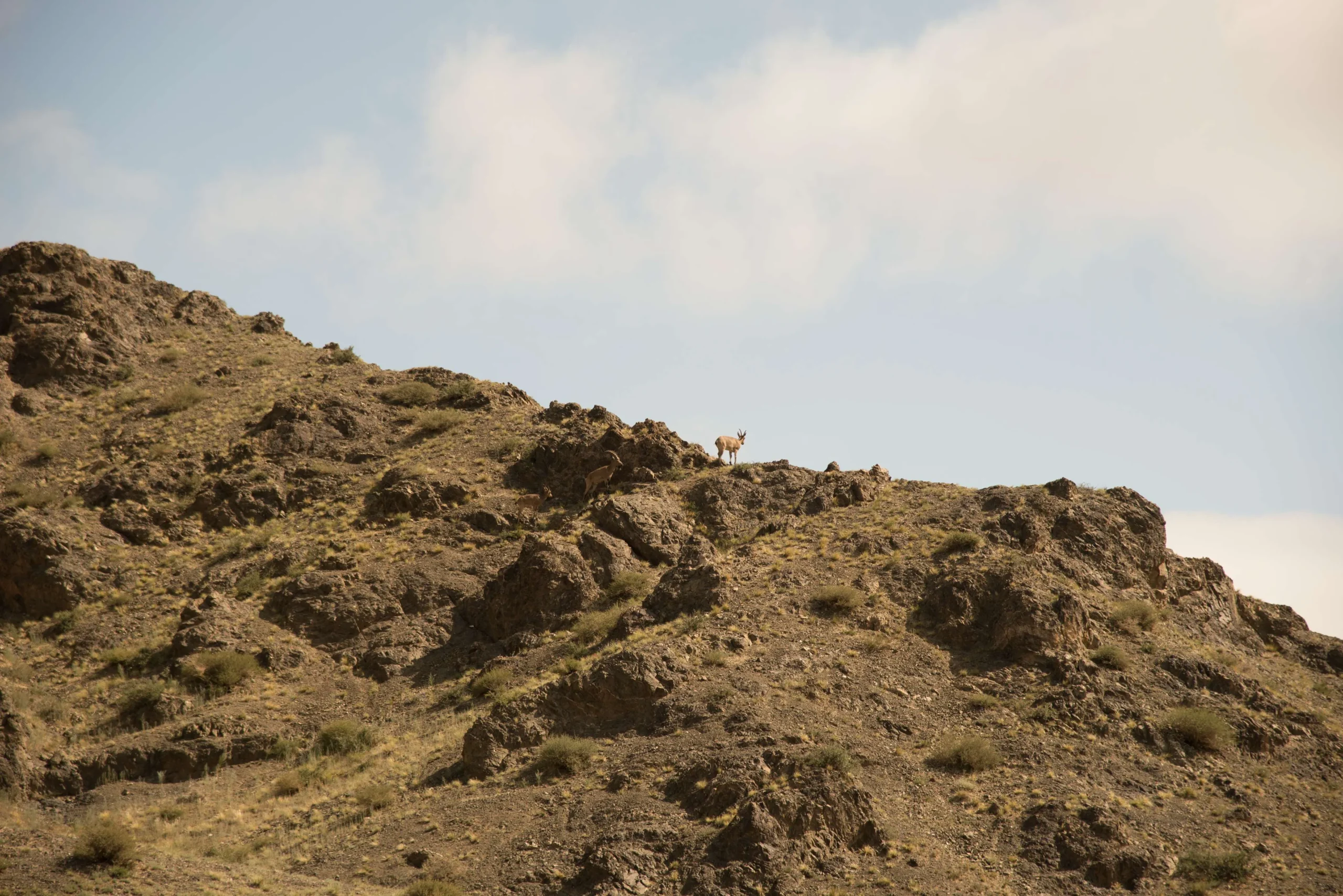 Real ibex on the road