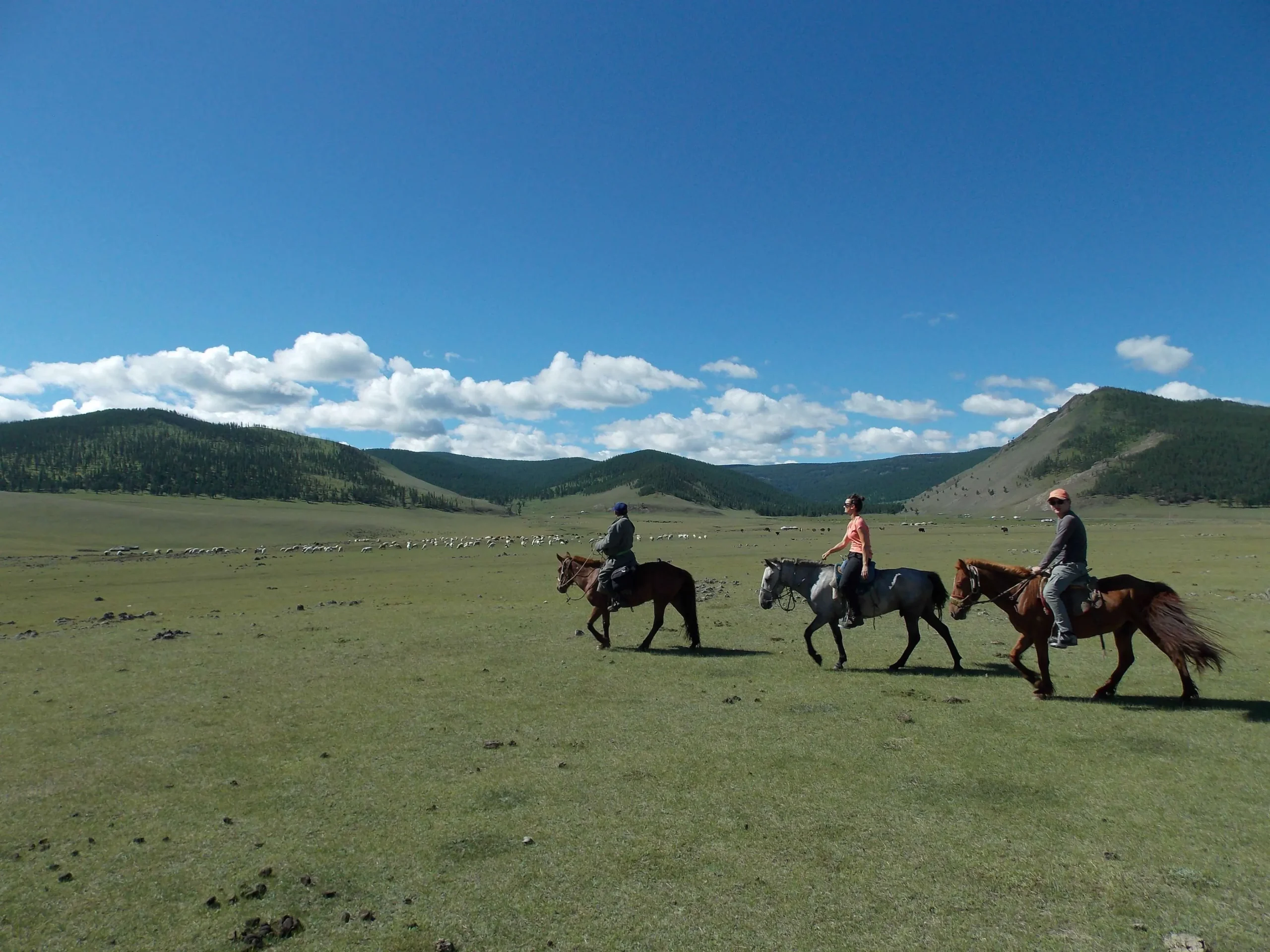 Galloping in flat and soft steppe is fun, in orkhon valley, Mongolia