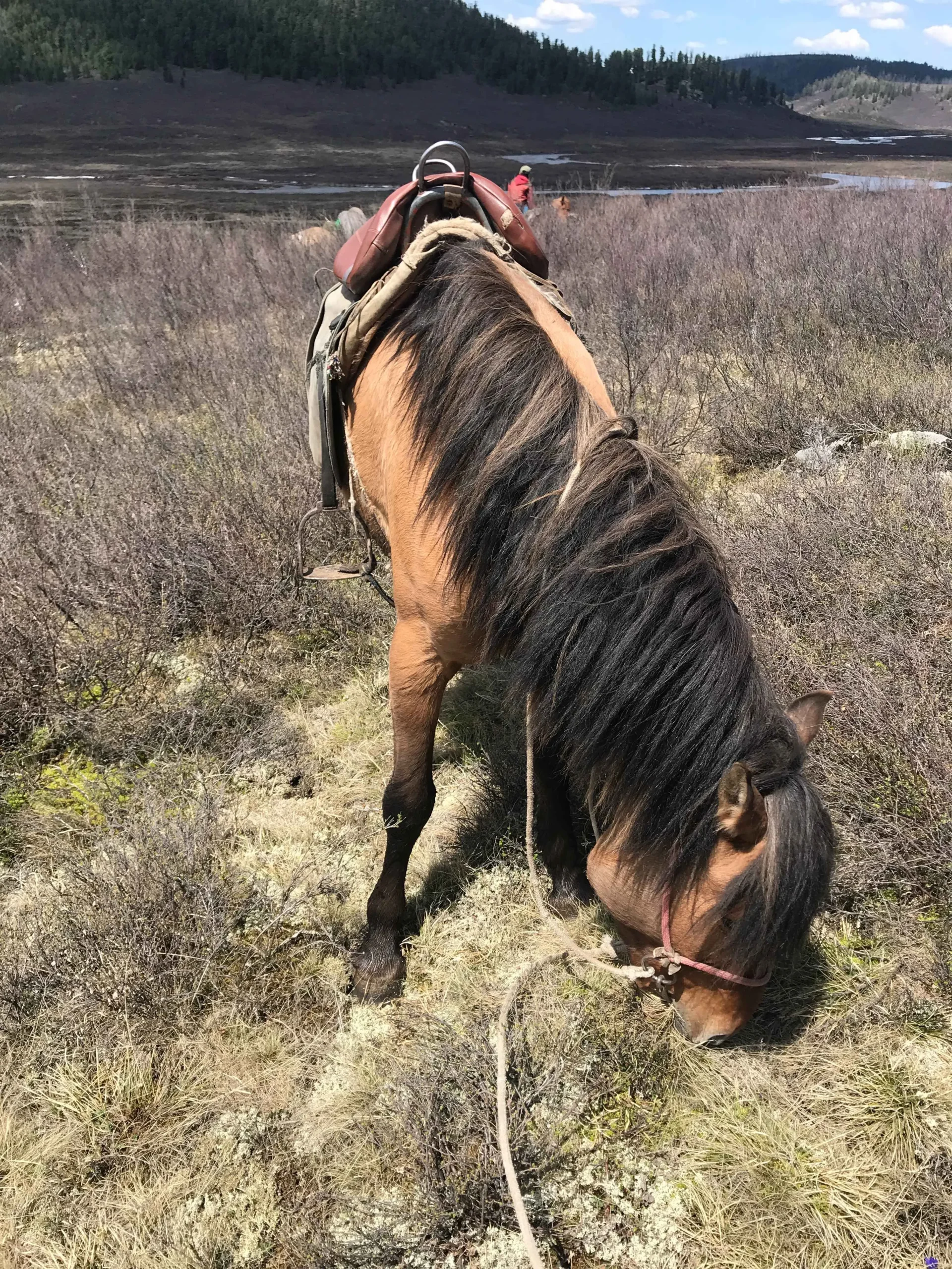 Good Mongolian horse