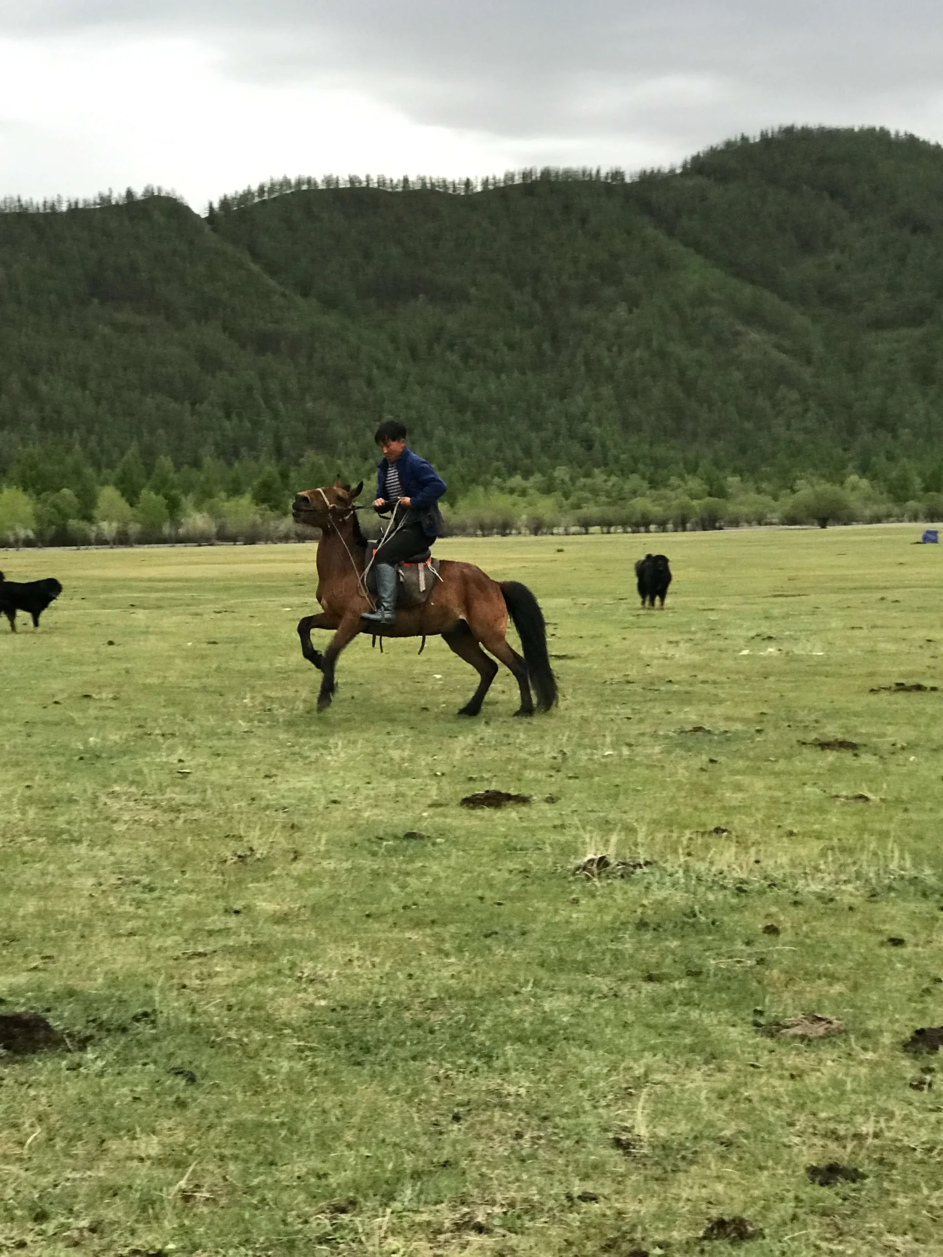 Ulaanaa the horseman, show time