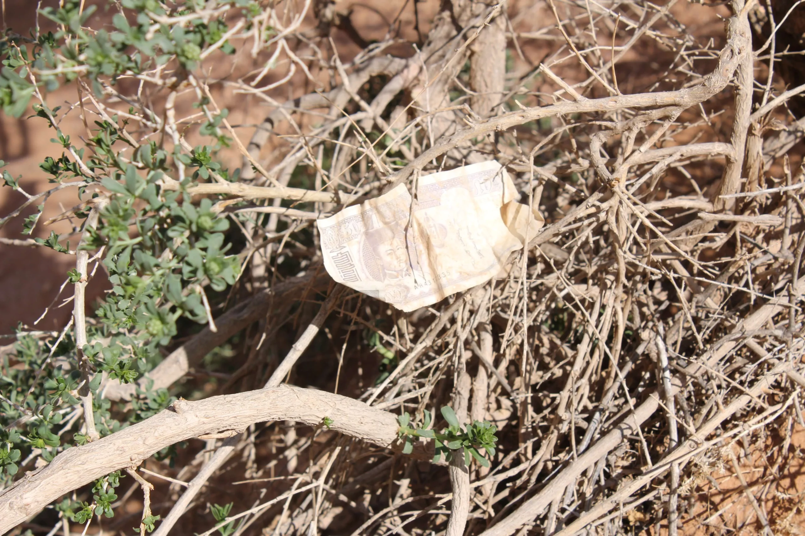 Tugriks in the nature, it had been spent years