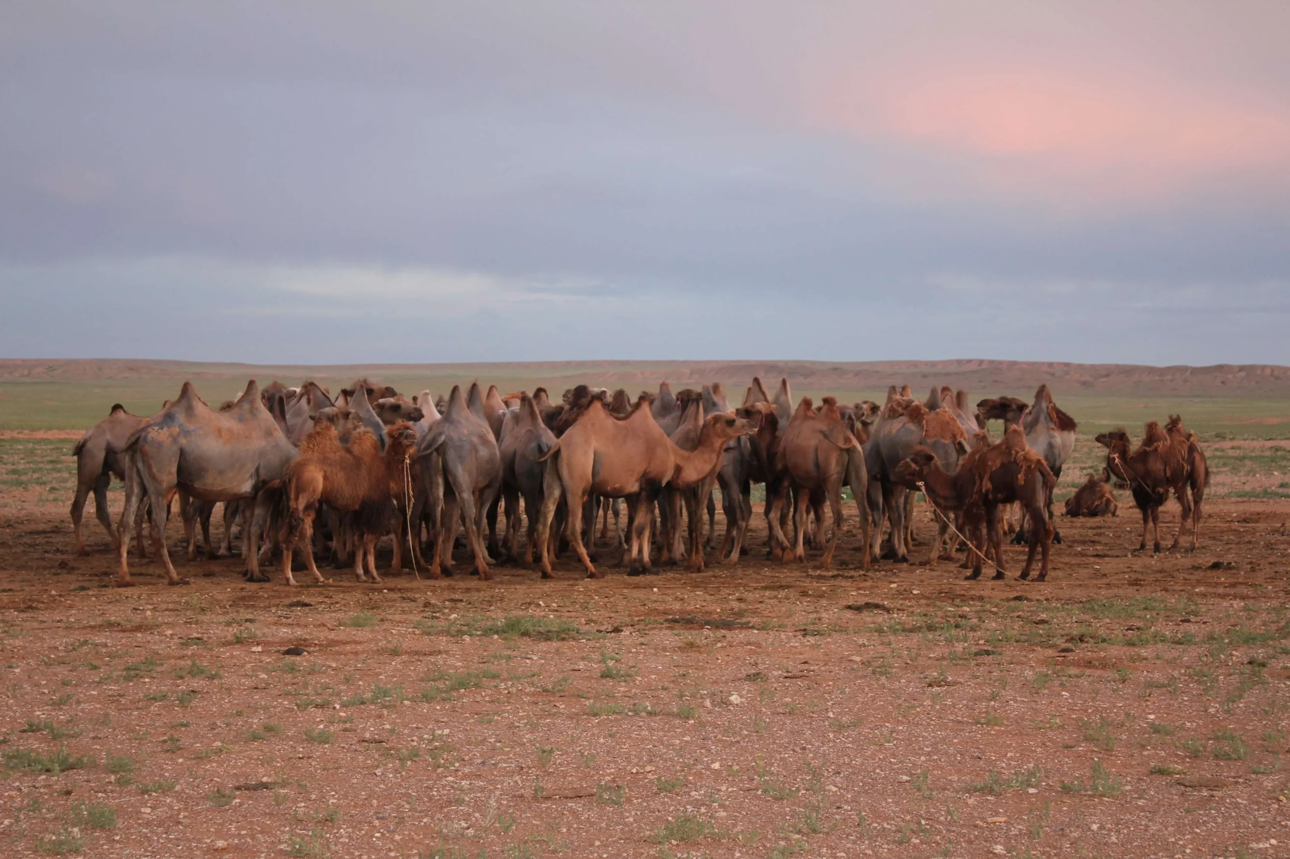 Bactrian camels
