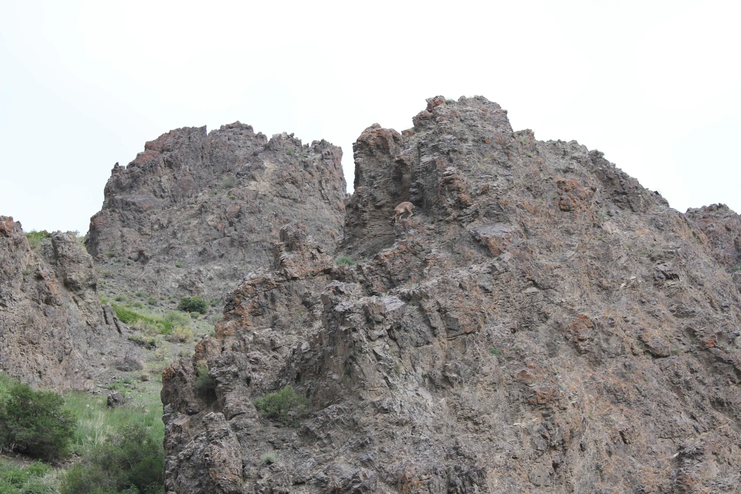 Ibex on rocky mountain
