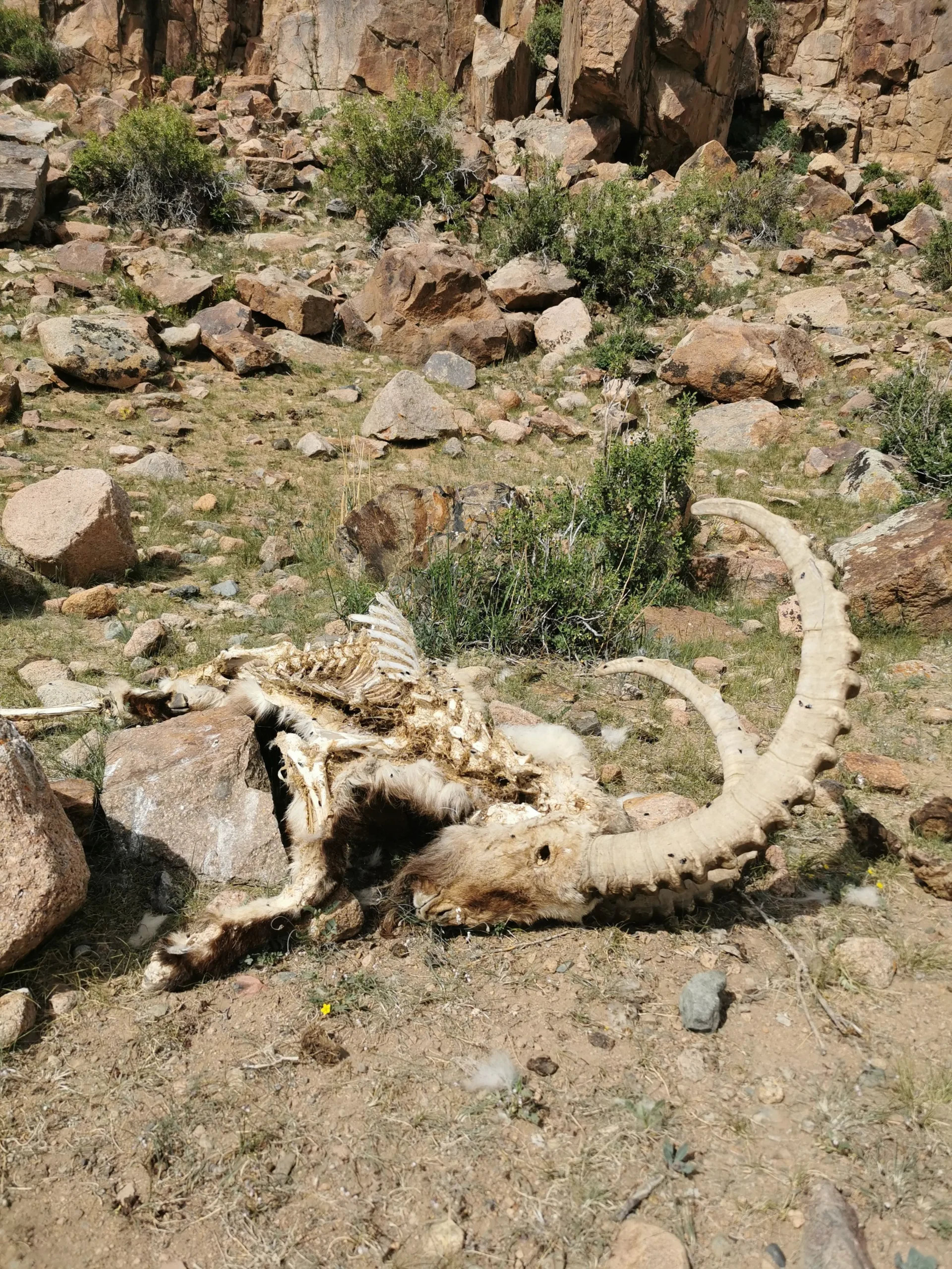 dead Ibex