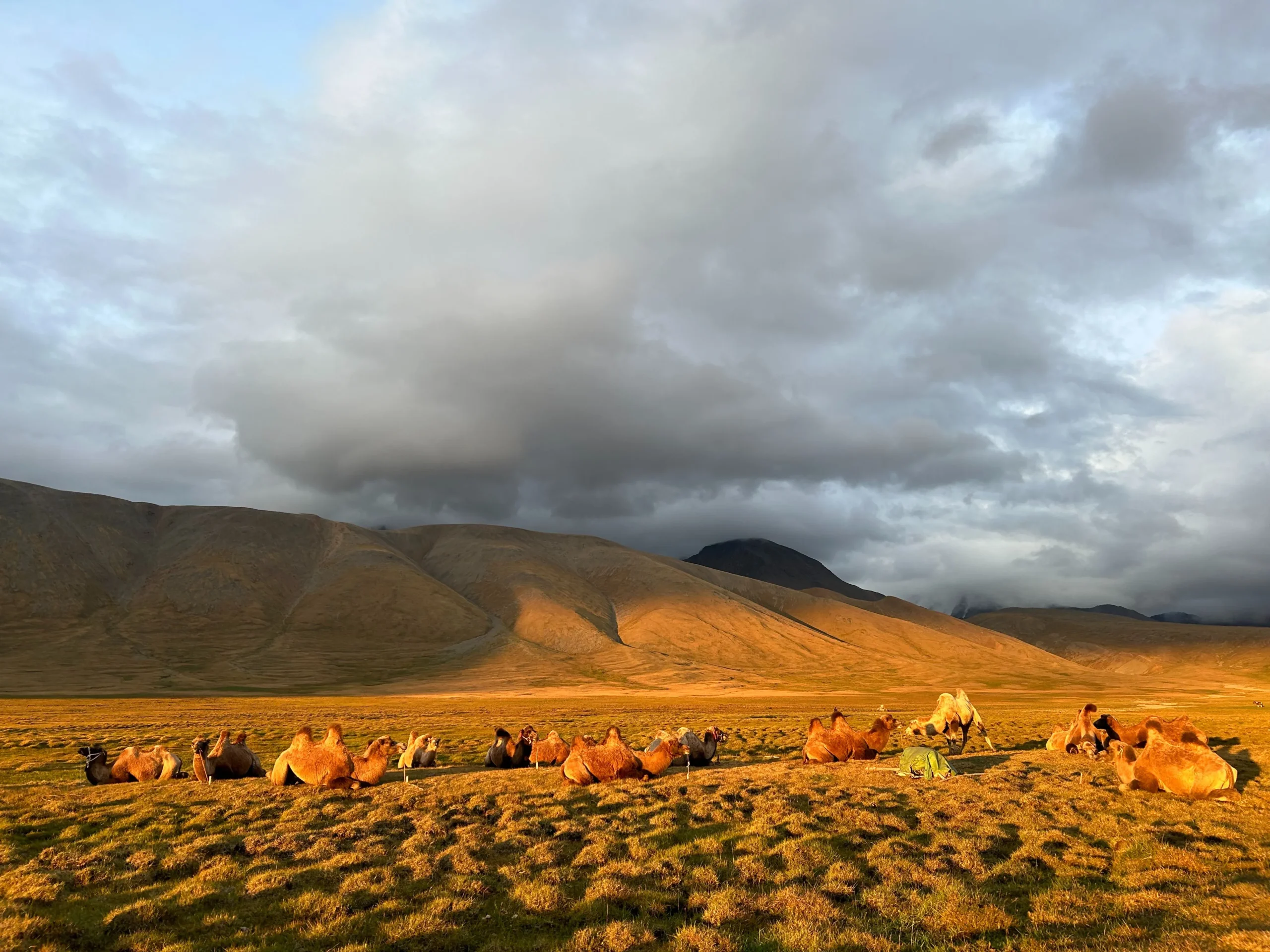 Sunset and Bactrian camels
