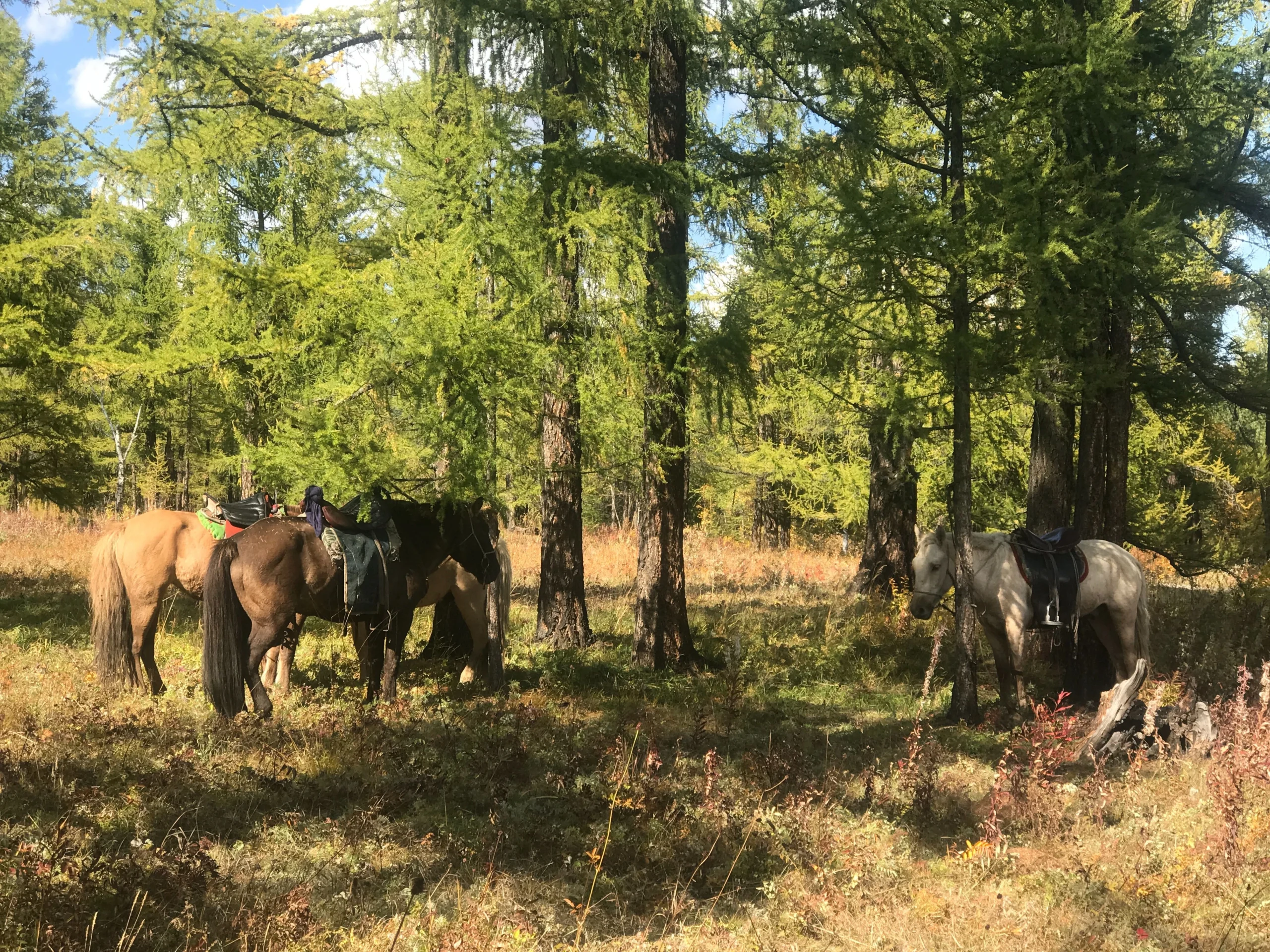 Horse riding in hot day, in Terelj Nation park