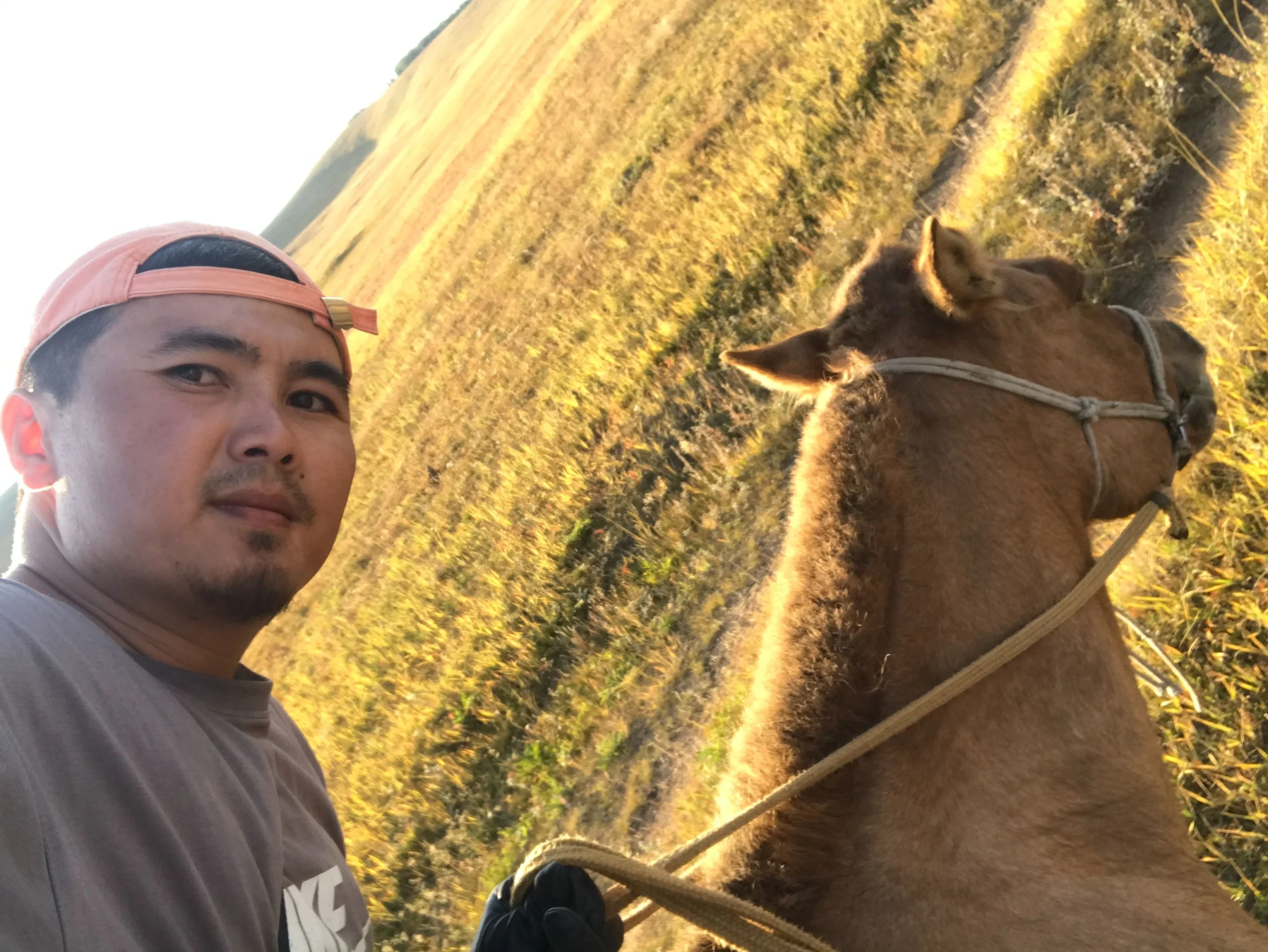 Bataa, just before gallop