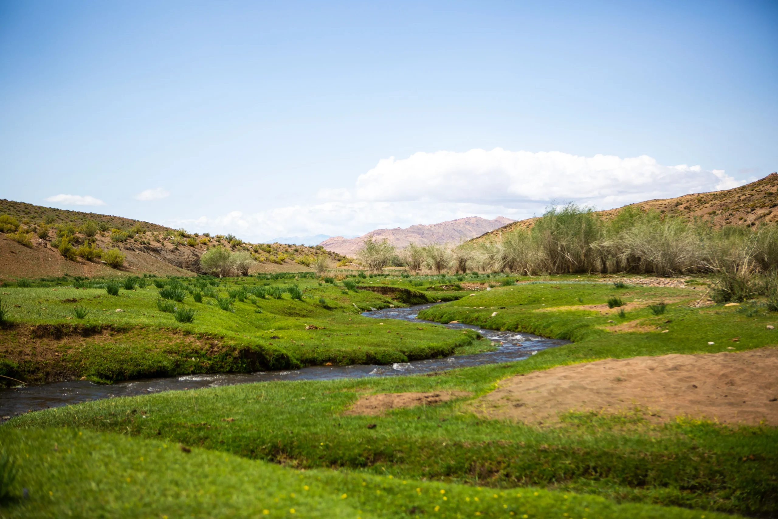 Oasis river, Altai mountains