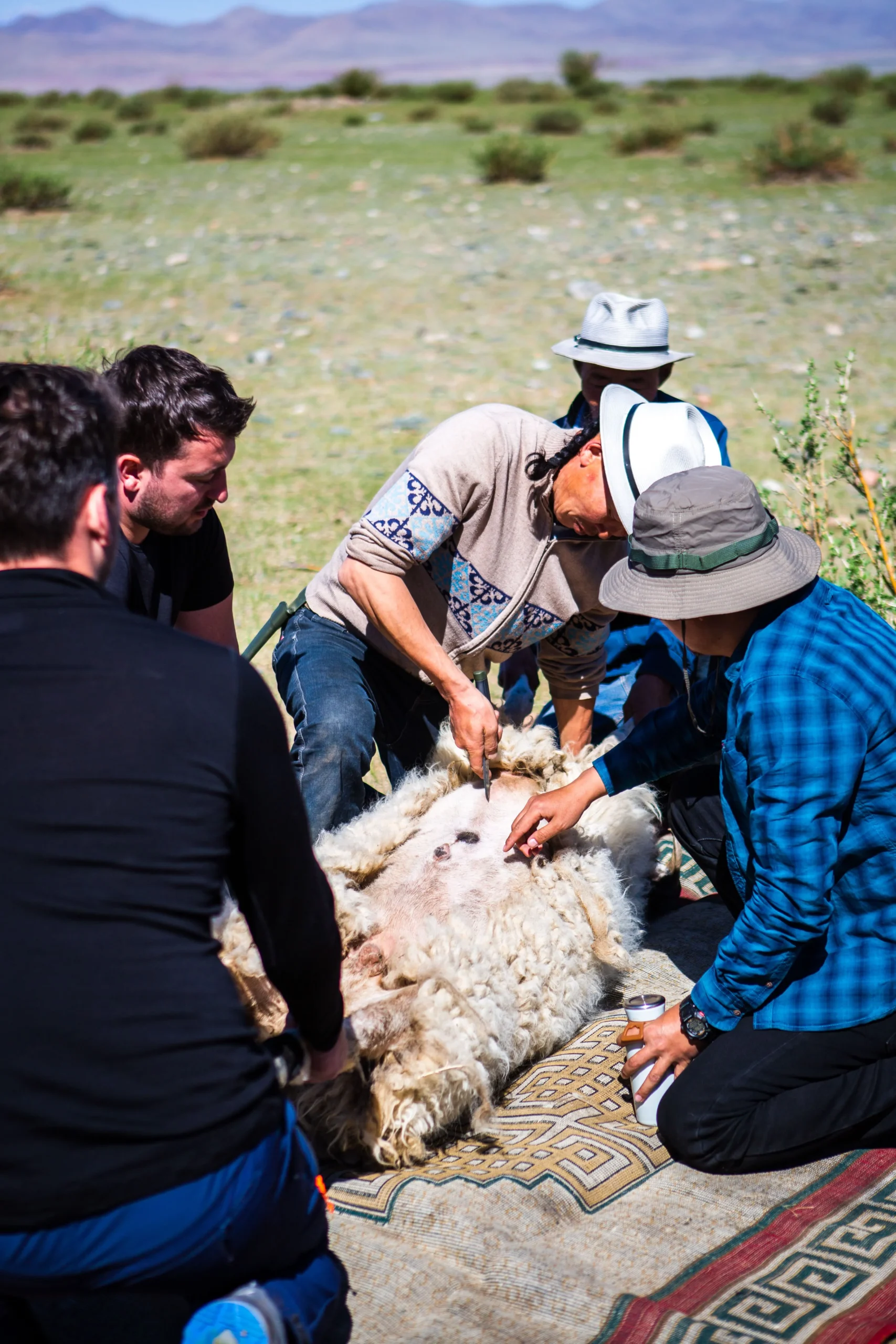 Slaughtering sheep, but Mongolian way