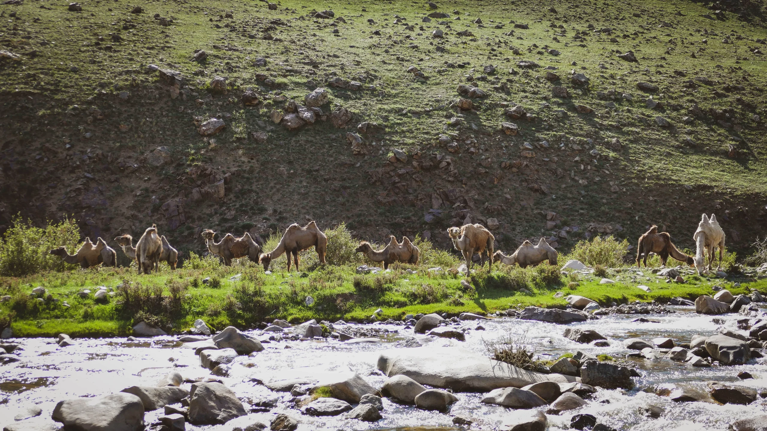 Summer bactrian camels